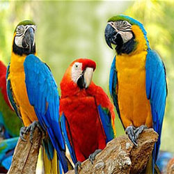 Go For A Bird Instead